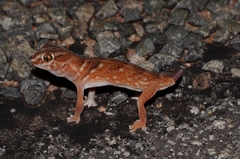 Chondrodactylus angulifer