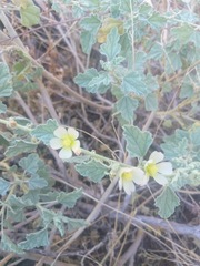 Sphaeralcea sulphurea