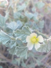 Sphaeralcea sulphurea
