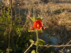 Hibiscus coddii barnardii