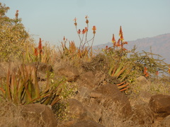 Aloe cryptopoda