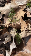 Perideridia americana