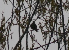 Turdus viscivorus
