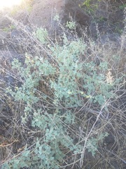 Sphaeralcea sulphurea