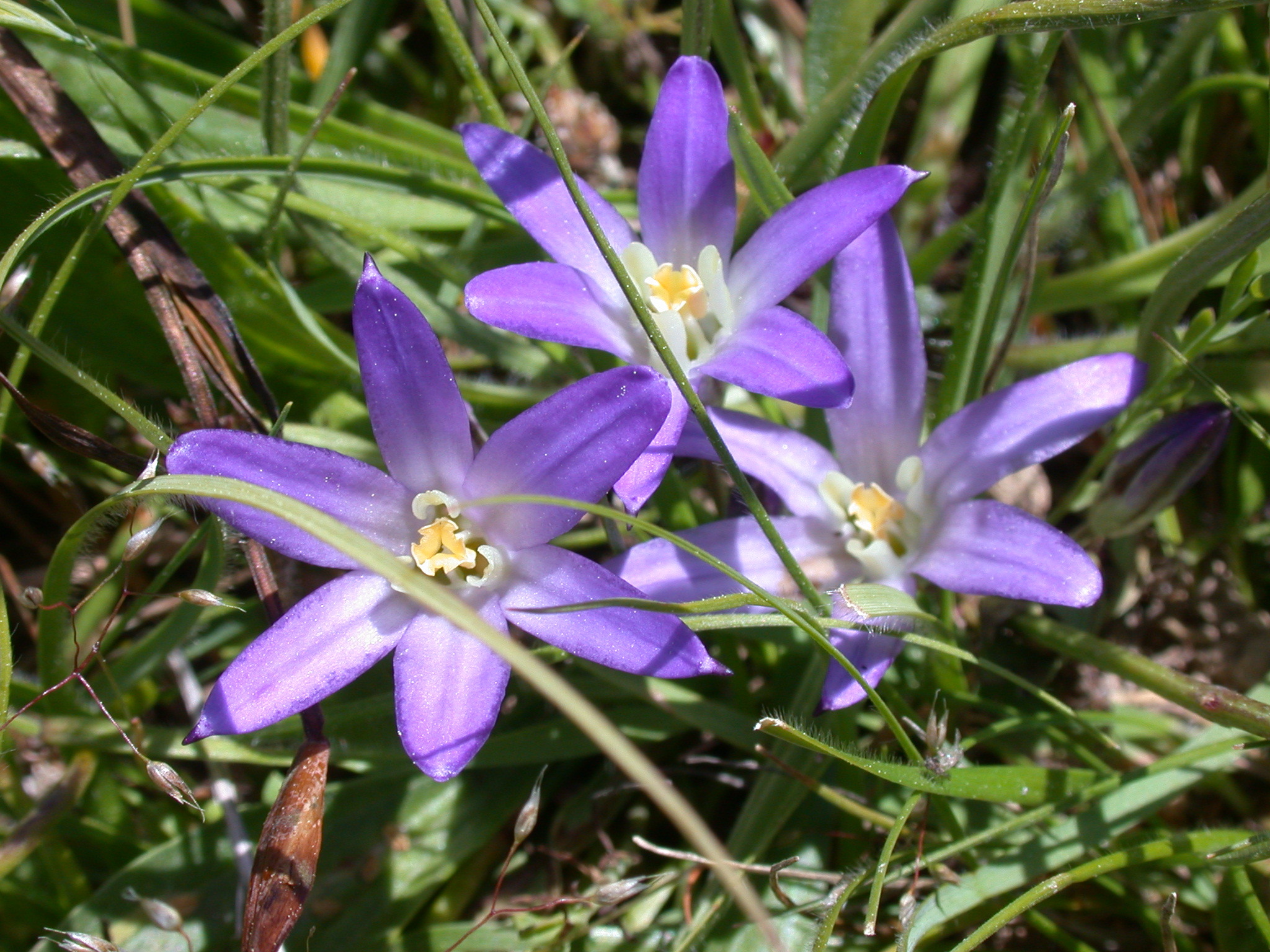 Brodiaea terrestris ssp. terrestris