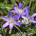 Dwarf Brodiaea - Photo (c) Dan and Raymond, some rights reserved (CC BY-NC-SA)