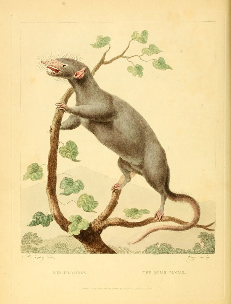 Desmarest’s Pilorie