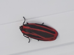 Cissura