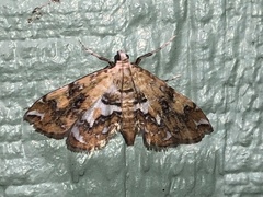 Elophila faulalis