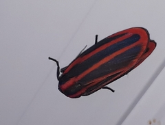 Cissura