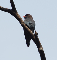 Eurystomus orientalis pacificus