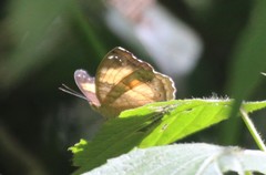 Junonia terea