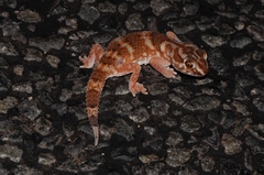 Chondrodactylus angulifer