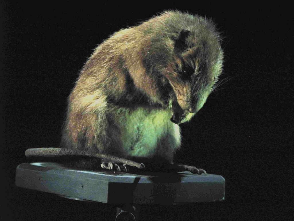 Santa Lucia giant rice rat (Megalomys luciae)