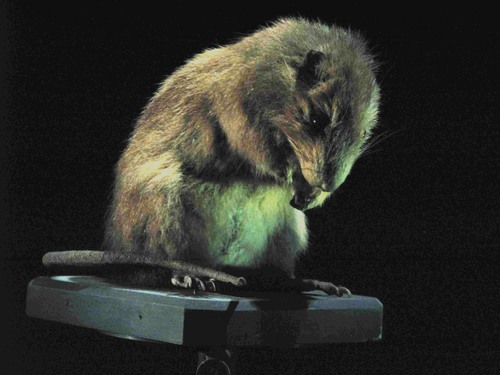 Santa Lucia giant rice rat (Megalomys luciae) — Extinct Mammalia