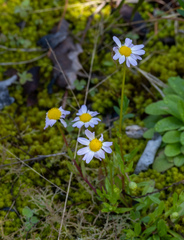 Astranthium integrifolium