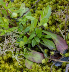 Astranthium integrifolium