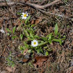Astranthium integrifolium