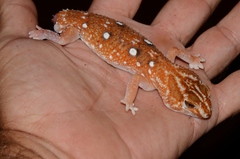 Chondrodactylus angulifer