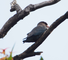 Eurystomus orientalis pacificus
