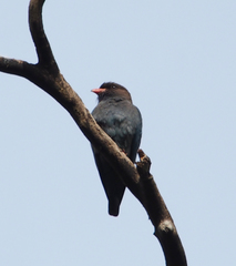 Eurystomus orientalis pacificus
