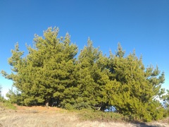 Pinus radiata binata