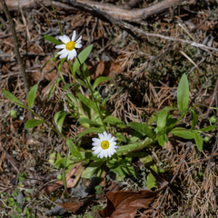 Astranthium integrifolium