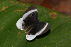 Mesosemia machaera