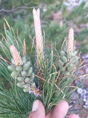 Pinus radiata binata
