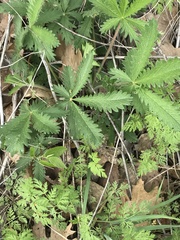 Potentilla recta