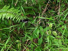 Papilio polytes romulus