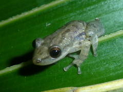 Scinax staufferi