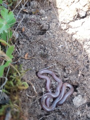 Xerotyphlops vermicularis