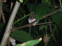 Ototylomys phyllotis