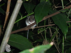 Ototylomys phyllotis