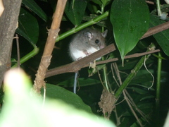 Ototylomys phyllotis