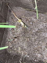 Stenocercus guentheri