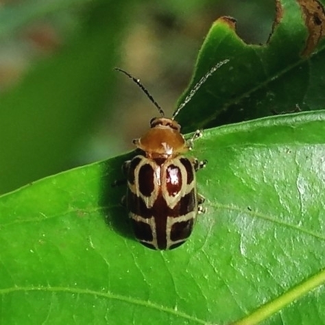 Exora olivacea