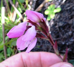 Disa rosea