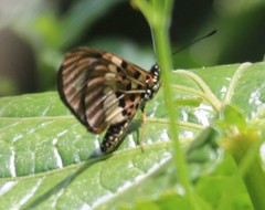 Acraea peneleos