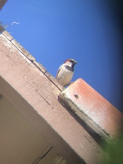 Passer domesticus