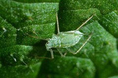 Microlophium carnosum