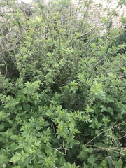 Sambucus nigra