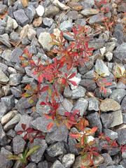 Potentilla canadensis