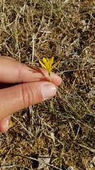Narcissus cavanillesii
