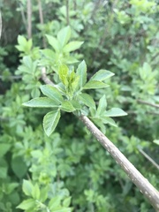 Sambucus nigra