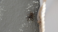 Menemerus bivittatus