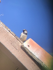 Passer domesticus