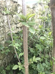 Sambucus nigra