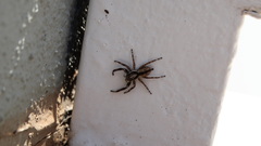 Menemerus bivittatus